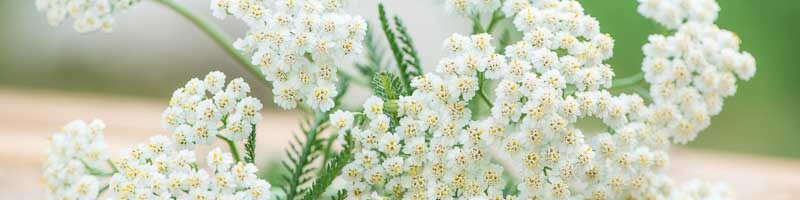 Yarrow, Achillea, Achilea millefolium